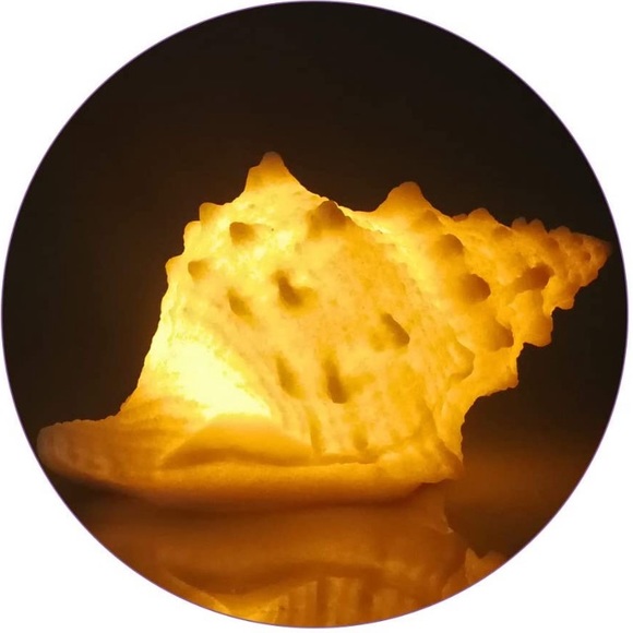 Coral shell night lIght. - Picture 6 of 7